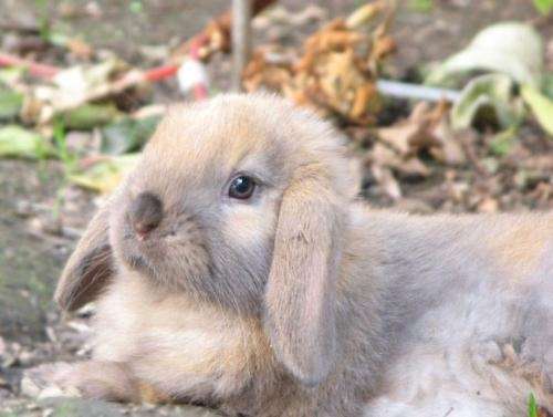 Fotos de Conejos orejas caídas - Holland Lop - La mascota ideal ...