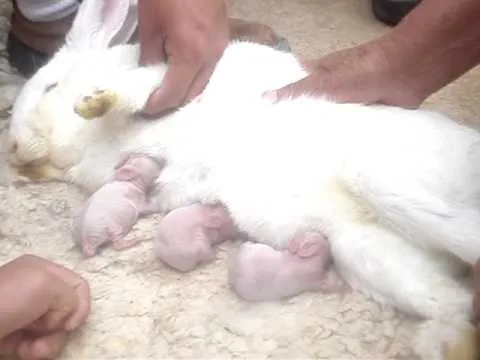 Fotos de conejos recien nacidos - Imagui