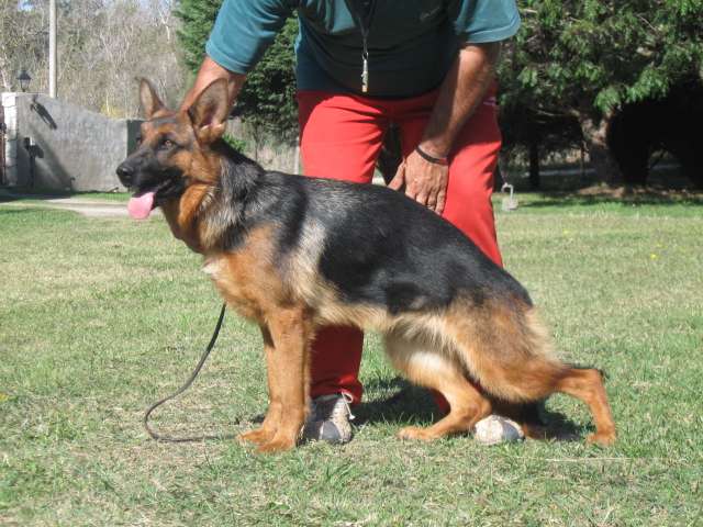 Fotos de DEL COPAL-OVEJEROS ALEMANES-PERRO DE GUARDIA Y COMPAÑIA ...