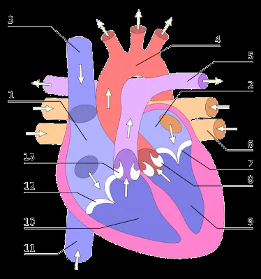 Fotos - El Corazón y sus Partes | Fotos e Imágenes en FOTOBLOG X