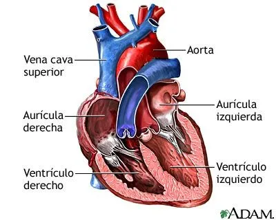 Fotos - El Corazón y sus Partes | Fotos e Imágenes en FOTOBLOG X