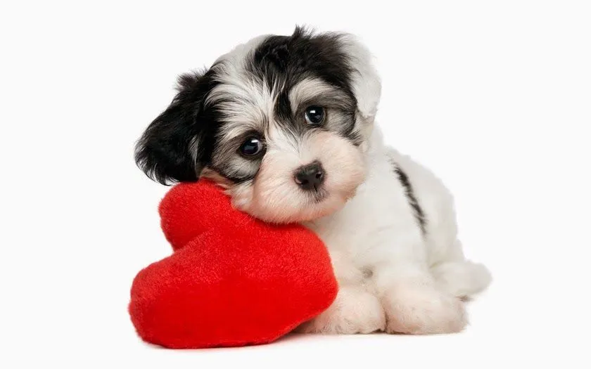 Fotos de corazones tiernos - Fotos Bonitas de Amor | Imágenes ...