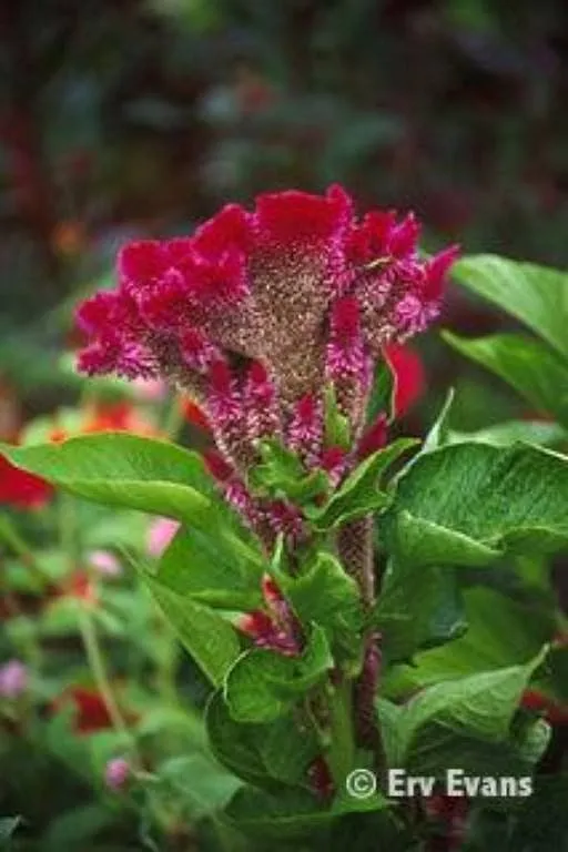 FOTOS VARIAS DE LA CRESTA DE GALLO | Cuidar de tus plantas es ...