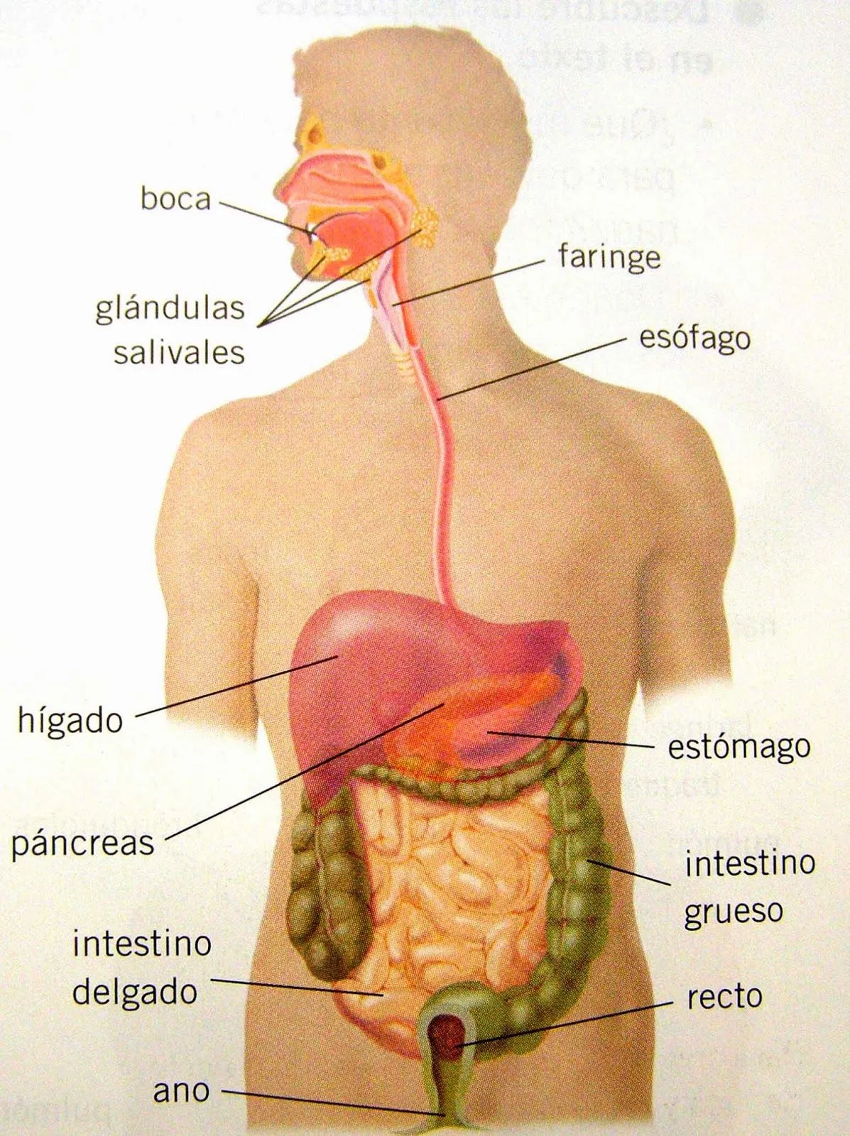 Fotos por dentro del cuerpo humano - Imagui