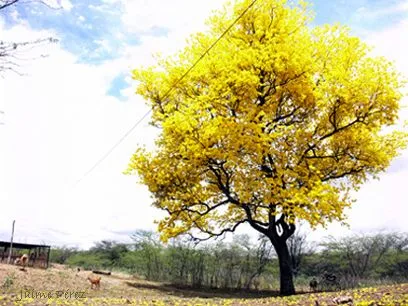 Fotos de Curarigua (Estado Lara), Venezuela