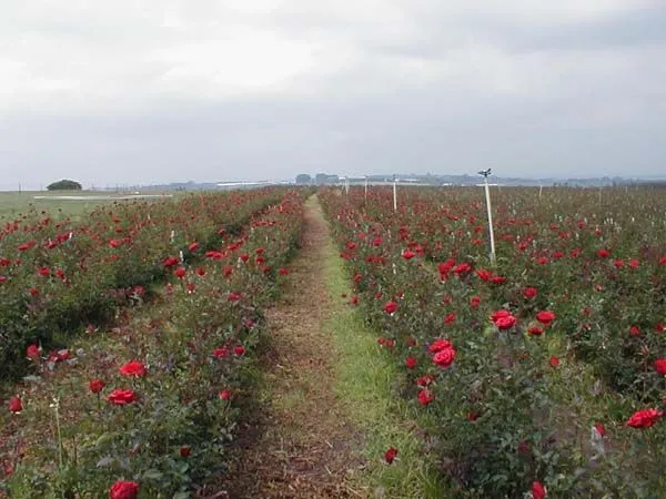 Fotos das rosas vermelhas e campos de Rosas de Holambra - SP, por ...