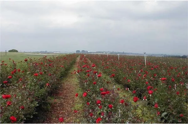 Fotos das rosas vermelhas e campos de Rosas de Holambra - SP, por ...