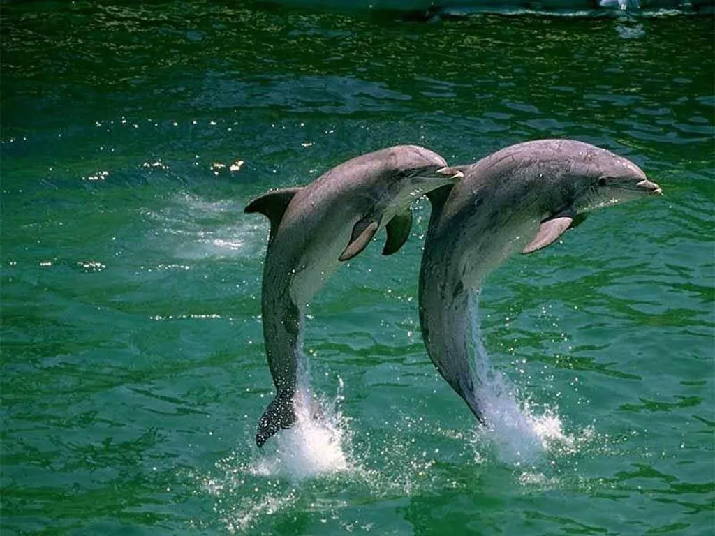 FOTOS DE DELFINES