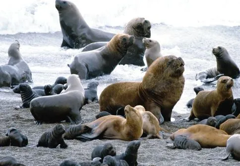 FOTOS DIBUJOS CULTURA GEOGRAFIA: FOTOS DE LOBOS MARINOS O LEONES ...