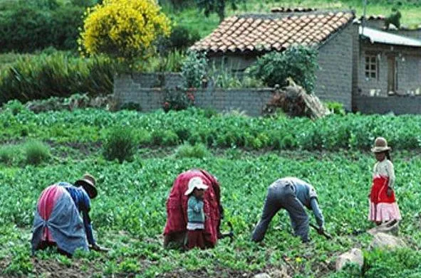 FOTOS DIBUJOS IMAGENES HISTORIA: FOTOS DE AGRICULTURA