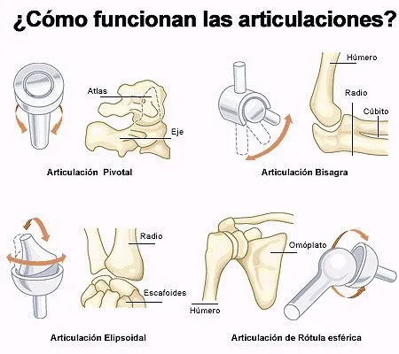 FOTOS Dibujos Imágenes VIDEOS: DIBUJOS DE LAS ARTICULACIONES