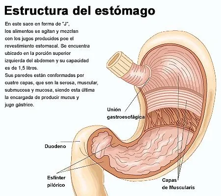 FOTOS Dibujos Imágenes VIDEOS: DIBUJOS DEL ESTOMAGO Y SUS PARTES