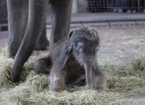 Fotos de un elefante bebé en cautividad