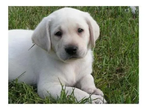 Fotos de EXCELENTES CACHORROS LABRADORES DORADOS - Córdoba ...