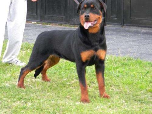 Fotos de Exelente ejemplar rottweiler en Buenos Aires, Argentina