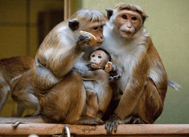 En fotos: familia de monos enternece a visitantes del zoológico de ...