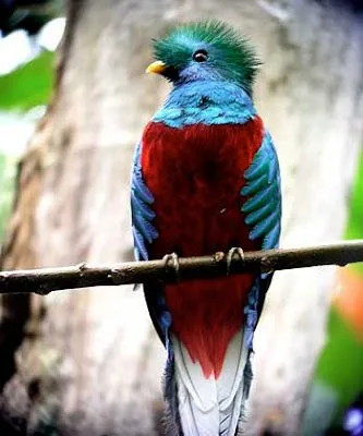 FOTOS Y FIGURAS: FOTO DE UN QUETZAL