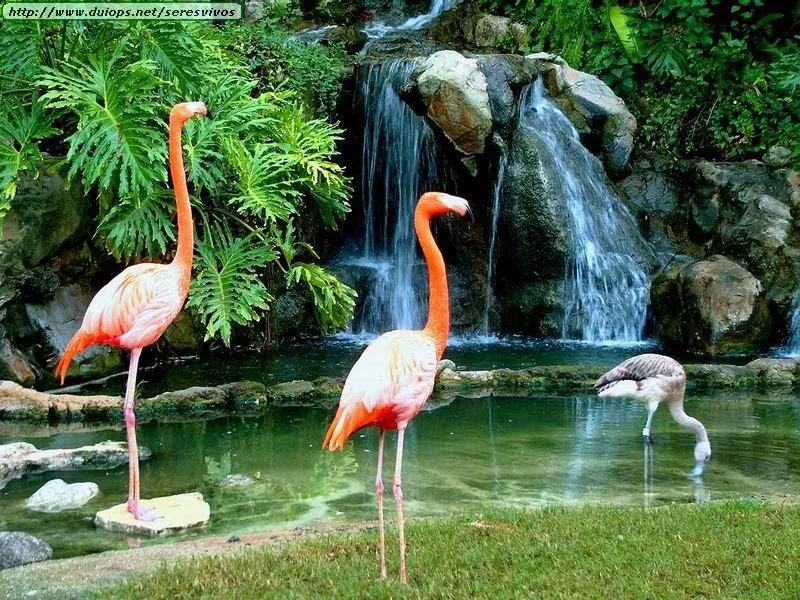 Fotos de flamencos