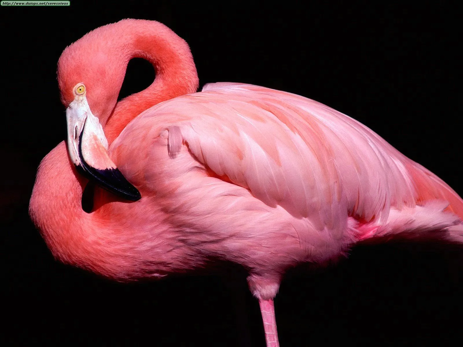 Fotos de flamencos