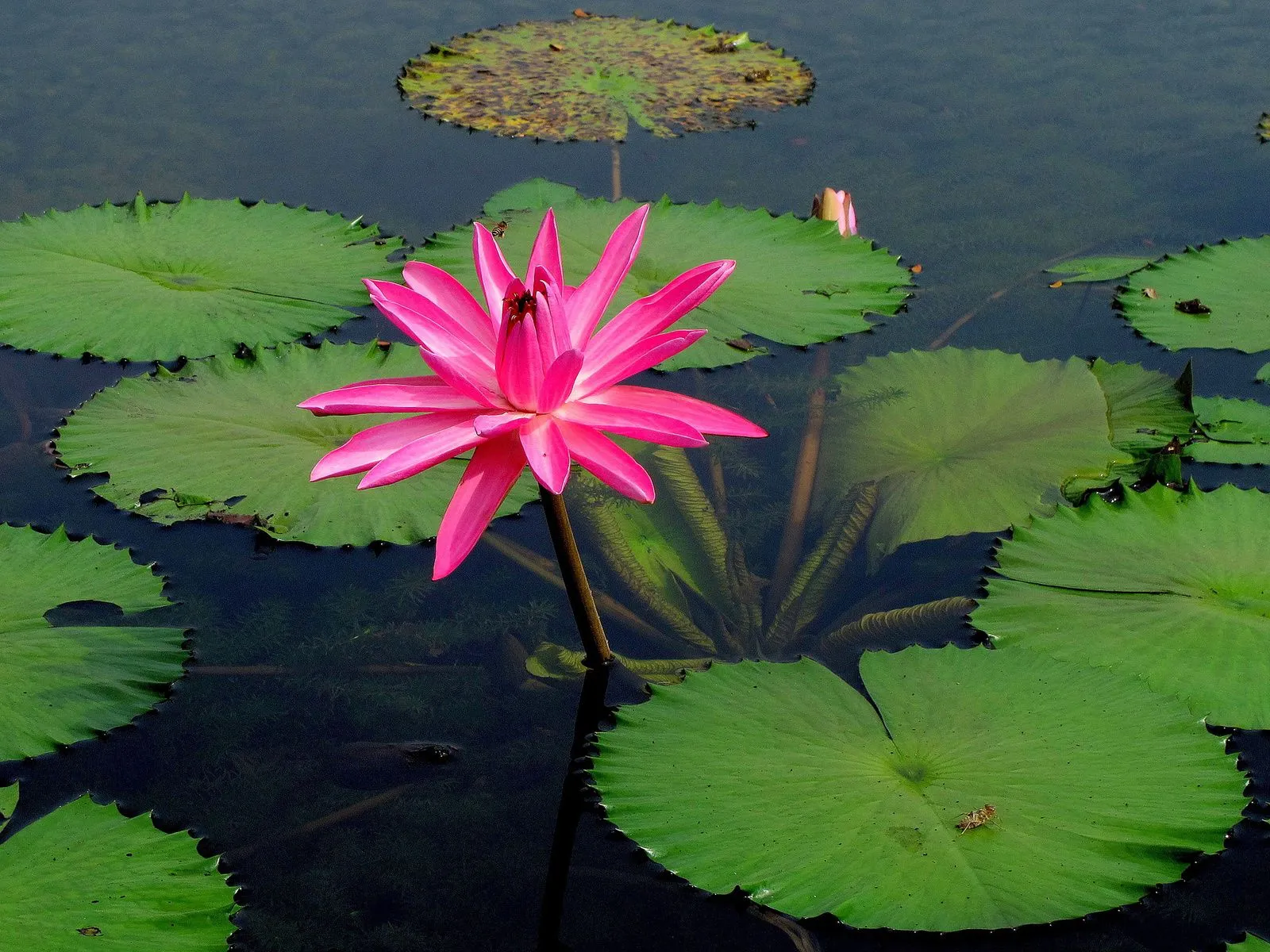 Fotos de flor lirio de agua Mejores fotos del mundo para facebook