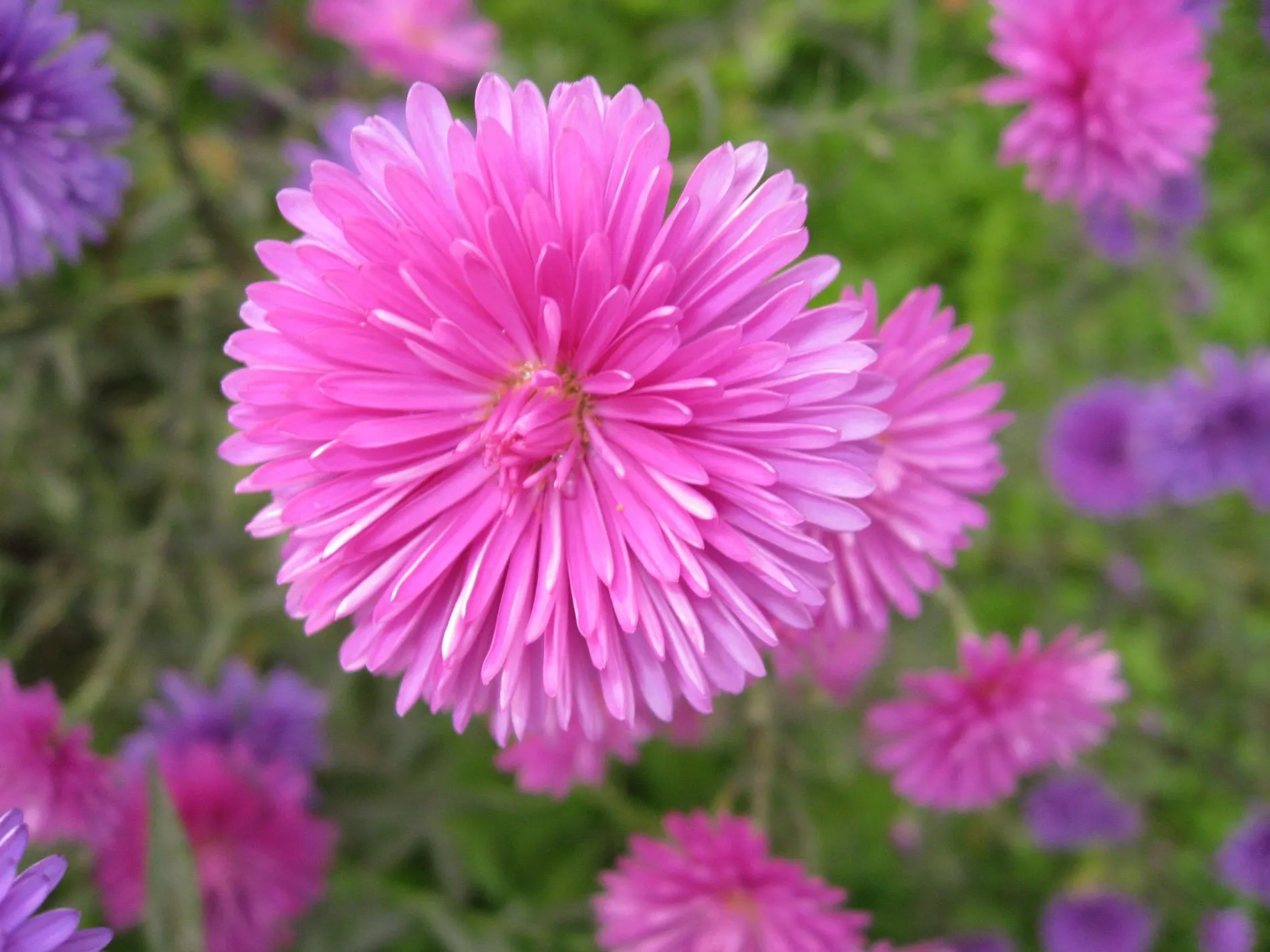 Fotos de flores de áster