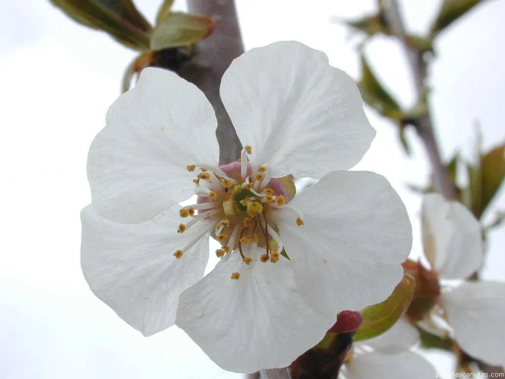 Fotos de flores: La flor del cerezo