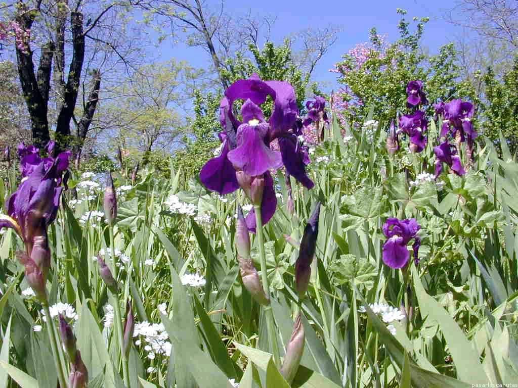 fotos de flores - fondo de pantalla de foto de lirios morados