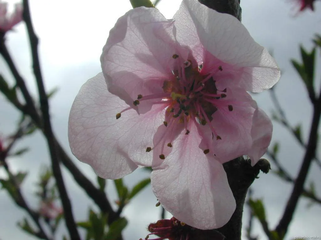 fotos de flores 3 - foto de flor de cerezo