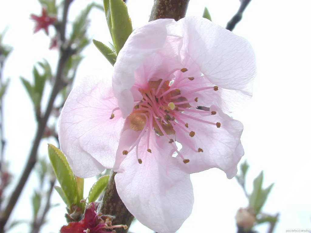 fotos de flores 3 - foto de flor de cerezo