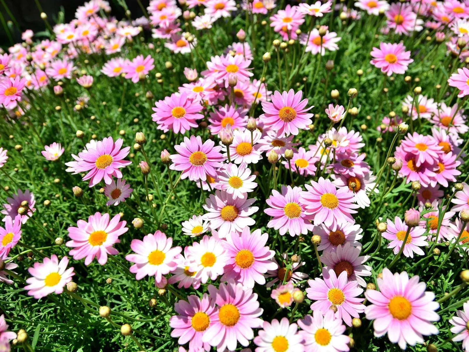 Fotos de flores margaritas | Mejores Fotos del Mundo | Fotografías ...