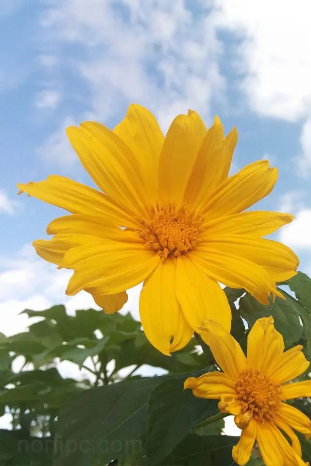 Fotos de flores y rosas para fondo de pantalla del celular y tableta