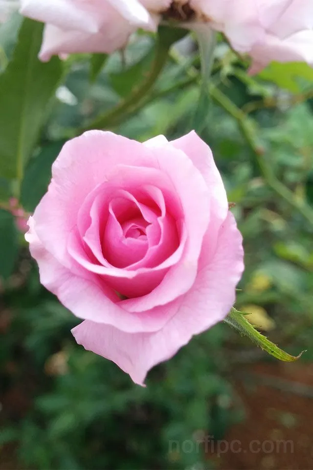 Fotos de flores y rosas para fondo de pantalla del celular y tableta