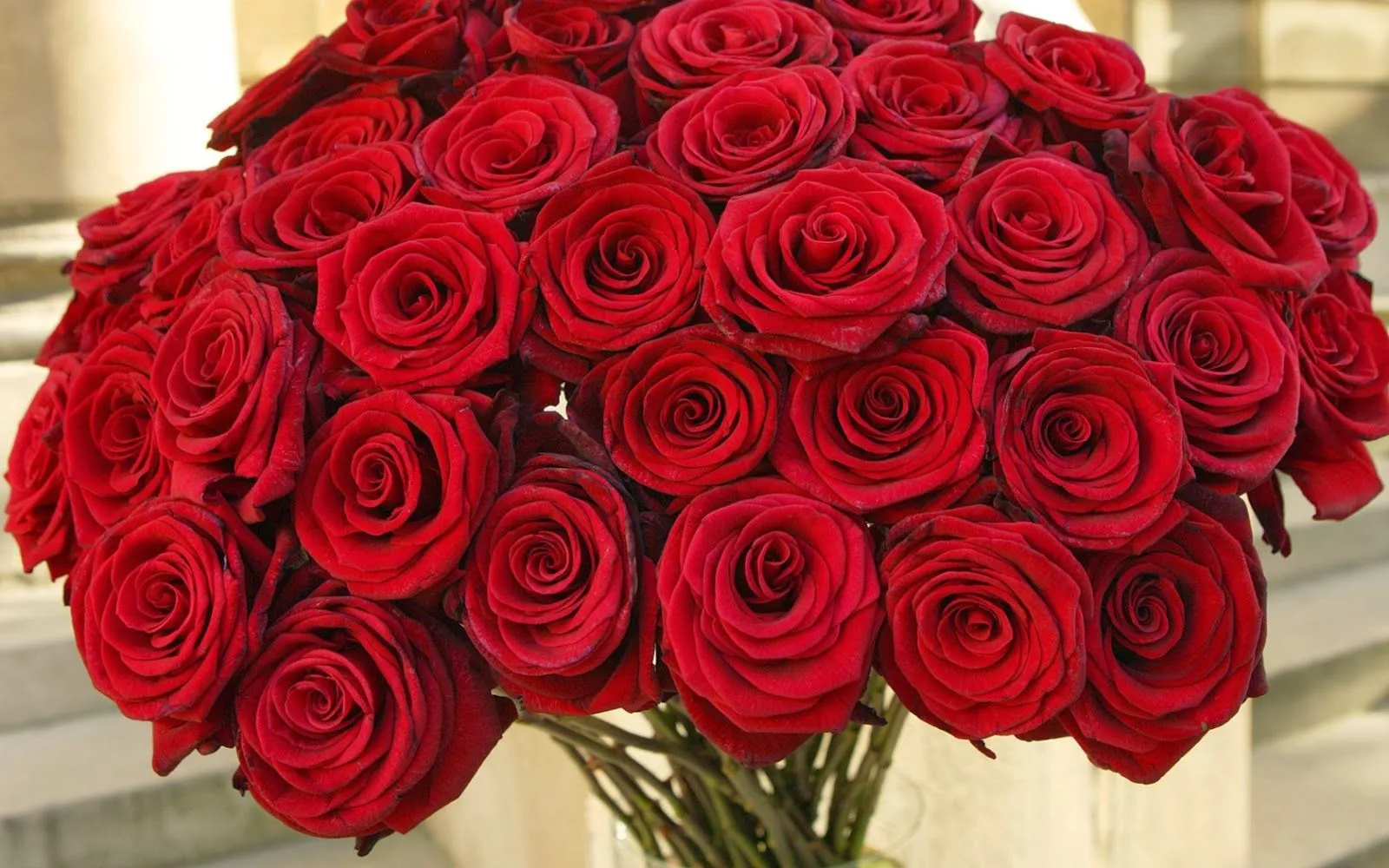 fotos de flores y rosas | Fotos Bonitas de Amor | Imágenes Bonitas ...