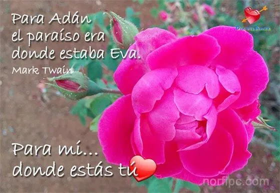 Fotos de flores y rosas con frases para el Día del Amor