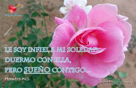 Fotos de flores y rosas con frases para el Día del Amor