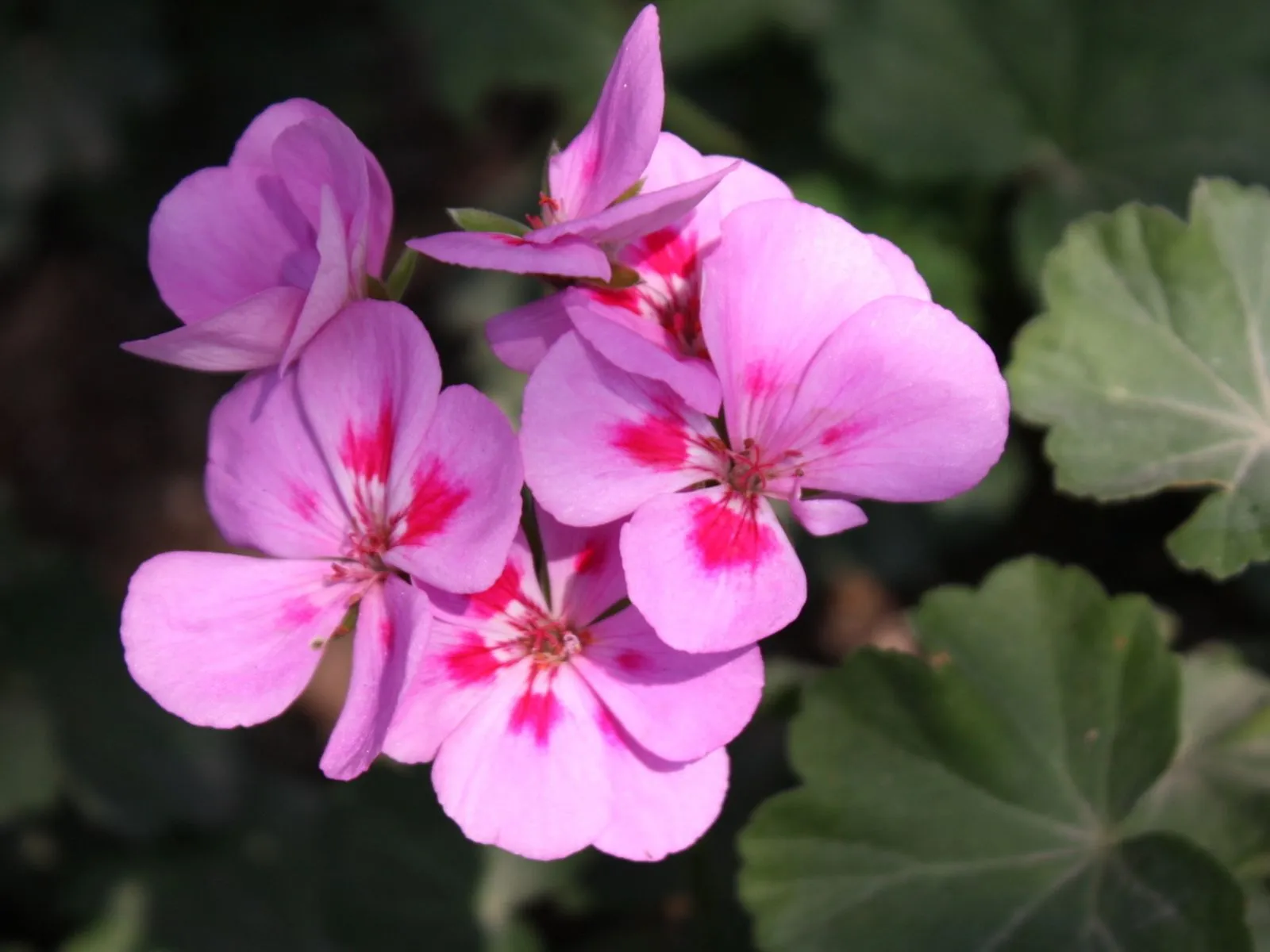 Fotos de flores de violeta con rojo ~ Mejores Fotos del Mundo ...