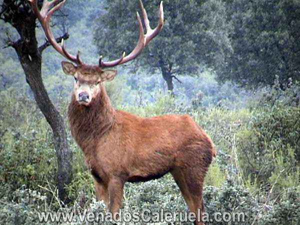 Fotos de FotoAnonima - el venado k mate