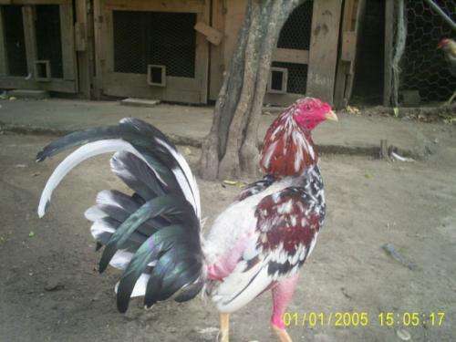Fotos de Gallos de casta de exelente raza en Miranda, Venezuela