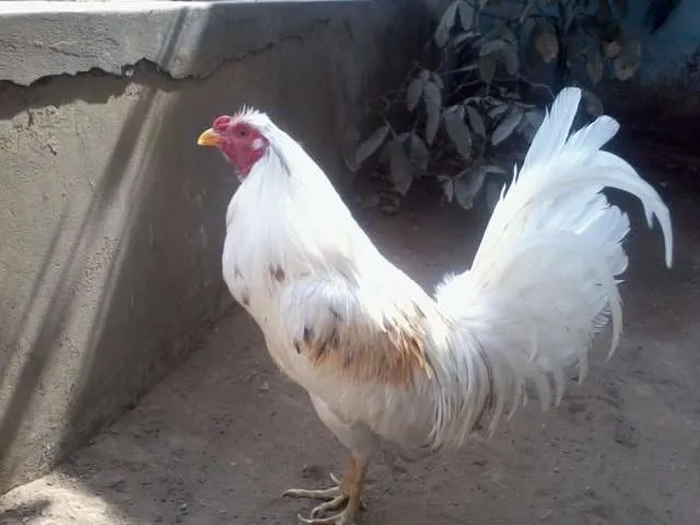 Fotos de Gallos finos de pelea de pico y espuela en Lima, Perú