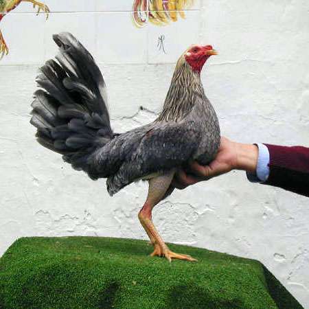 Fotos de gallos de pelea - Alicante - Animales / Mascotas