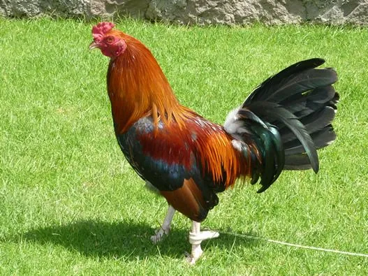 REGLAMENTO DE GALLOS DE PELEA EN MEXICO - Ver Fotos de Gallos de ...