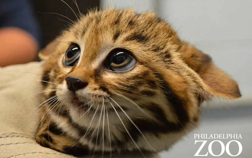 Fotos: El gatito con los conmovedores ojos del Gato con Botas de Shrek – Publimetro México