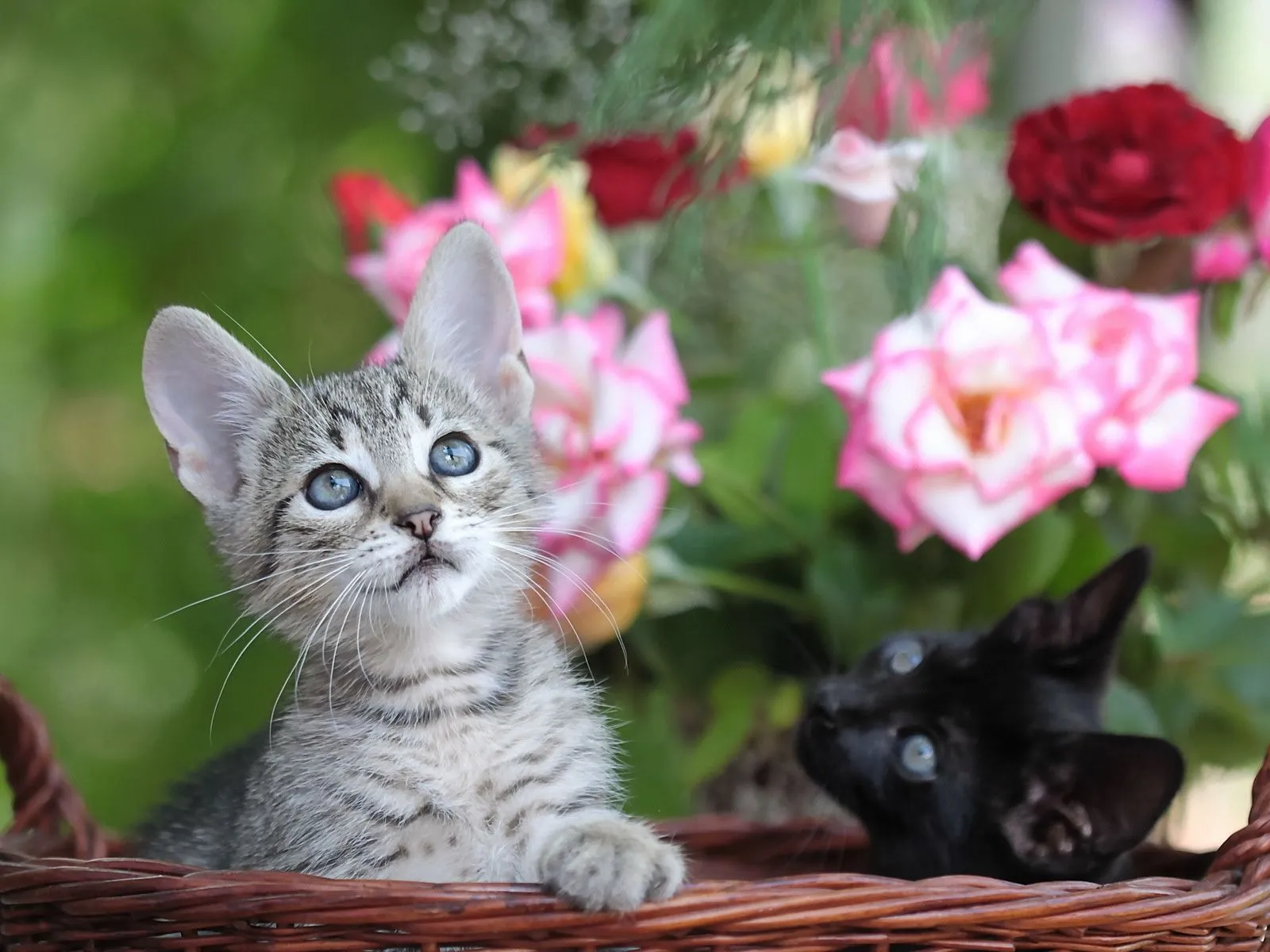 Fotos de gatitos y flores para facebook ~ Mejores Fotos del Mundo ...