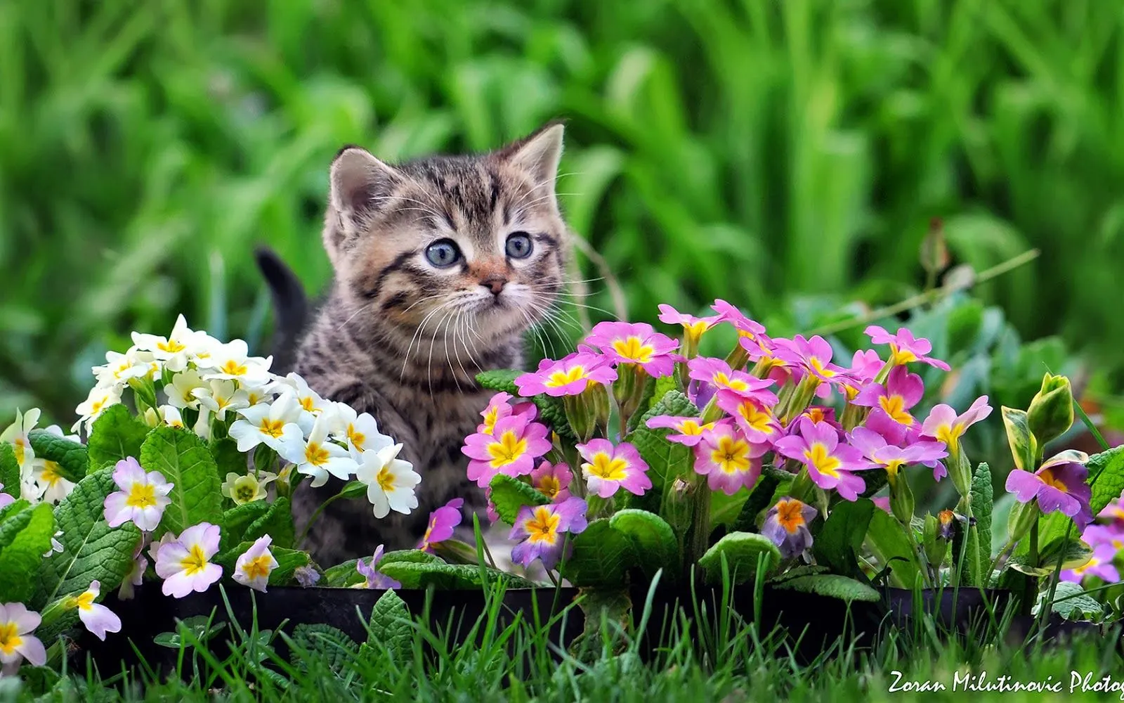 Fotos de gato en las flores Mejores fotos del mundo para facebook