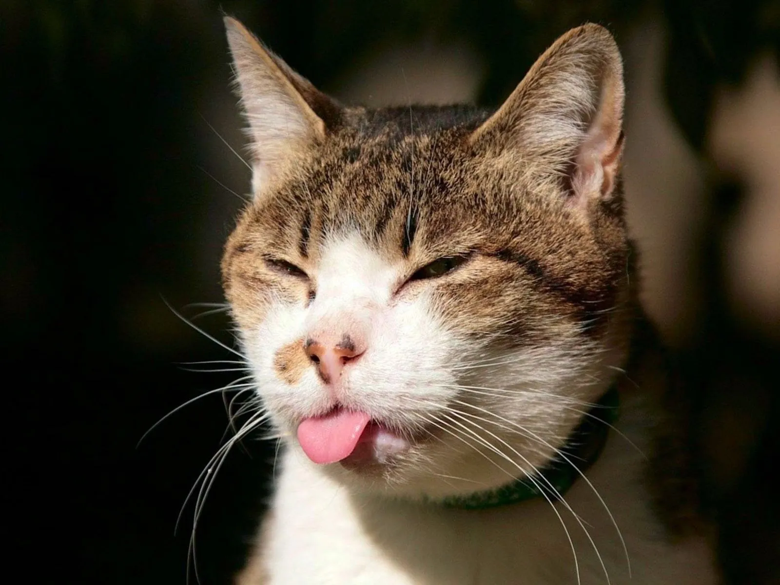 Fotos de gato sacando la lengua para facebook ~ Mejores Fotos del ...