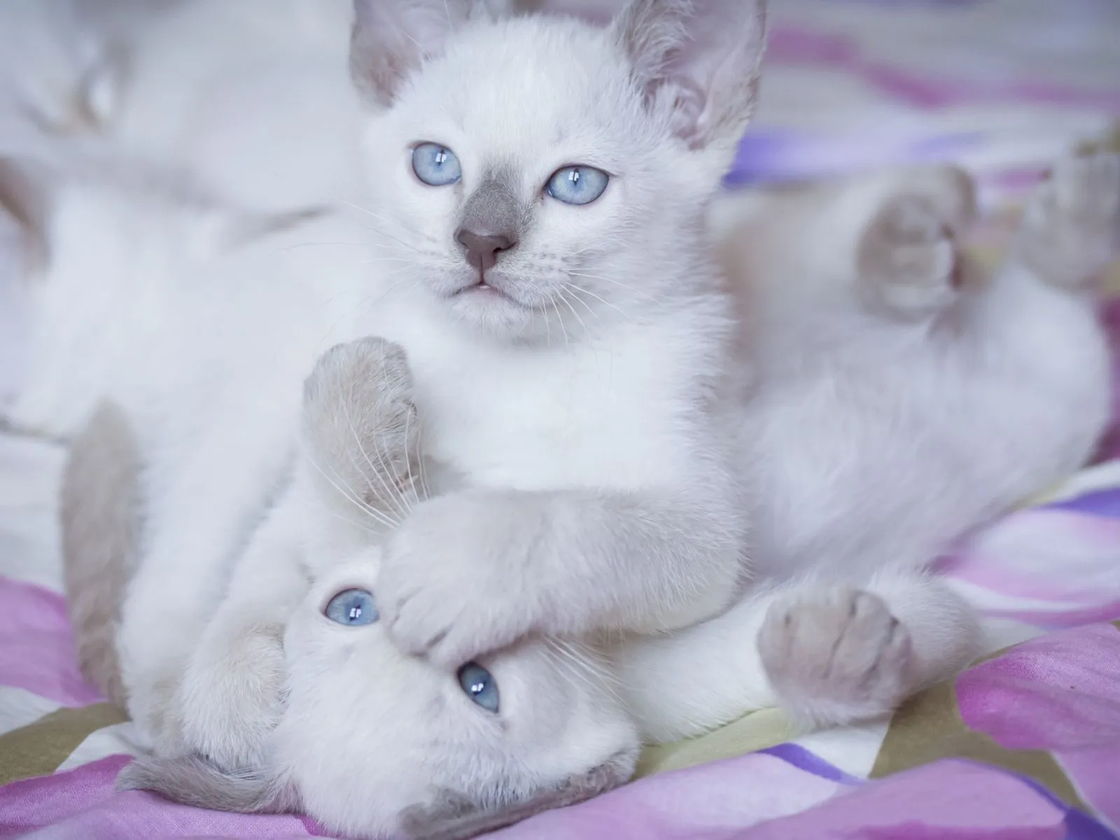 Fotos de gatos blancos con ojos blancos ~ Mejores Fotos del Mundo ...