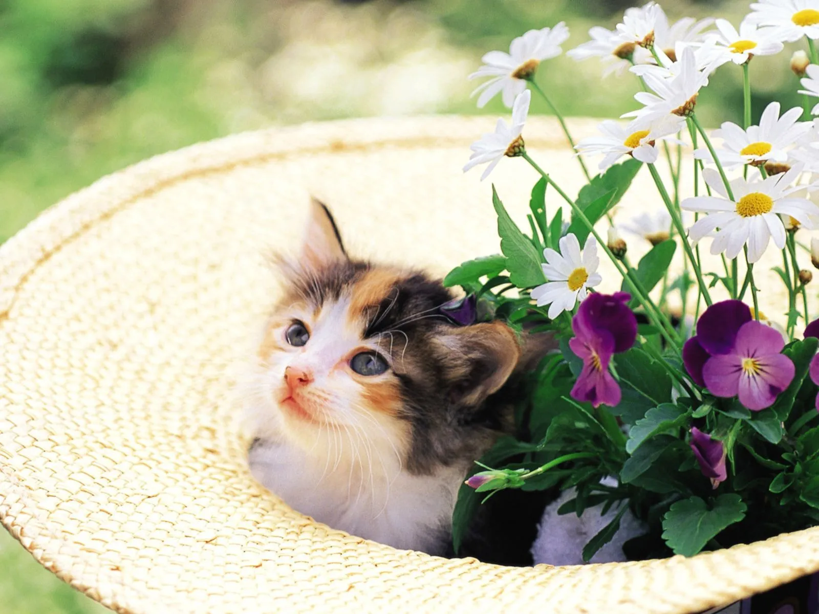 Fotos de gatos sentado en sombrero de flores ~ Mejores Fotos del ...