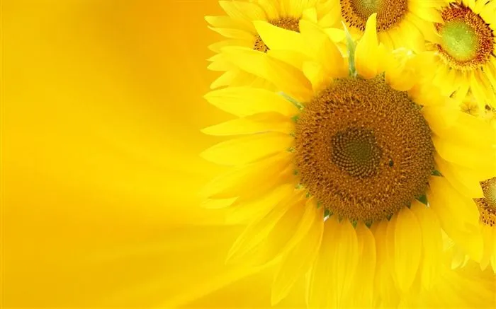 Fondo de pantalla girasoles - Imagui