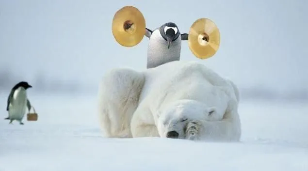 Fotos graciosas de osos polares y pingüinos