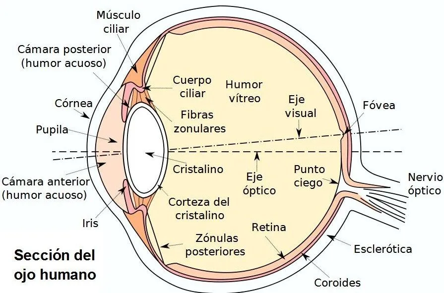 Fotos, gráficos e ilustraciones | Logopedia